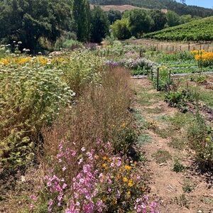 Meet your Posher, Paloma